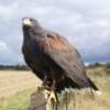 Harris hawk 1973