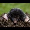 Heyford moles Pest Control