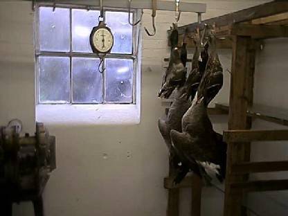 Geese Hanging In Game Shed.