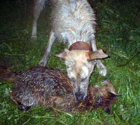 Foxing Lurcher