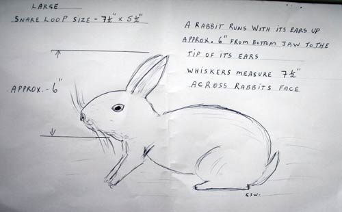 Rabbit Size