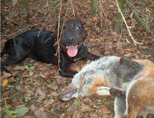 Working Terrier With Fox.