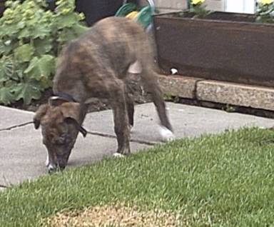 Young lurcher pup