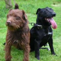 patterdale figurine